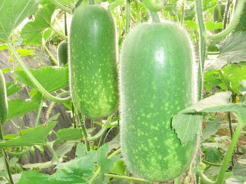 52每日大瓜视频 瓜瓜基地,瓜瓜基地揭秘,热点事件一网打尽